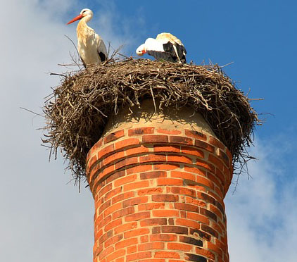 We install caps, pest screens and spikes.